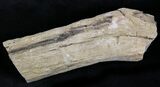 Unpolished Petrified Wood Limb - Blue Forest #28959-1